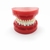 Modelo de prótese dentária, modelo padrão de mandíbula, modelo de ensino de prótese dentária de demonstração