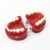 Modelo de prótese dentária, modelo padrão de mandíbula, modelo de ensino de prótese dentária de demonstração - ODONTO CONNECTION