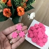 Mini Florzinha Prensada Rosa Neon - 25 unidades