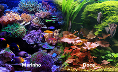 Banner da categoria Aquarismo 
