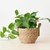 Cesta de plantas jardim vaso de flores - Natural Hand Rattan na internet