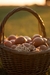 Huevos pastoriles OVO - maple x 30 huevos - comprar online