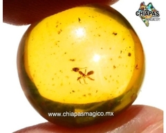 Ámbar Amarillo con Insecto #014 - comprar en línea