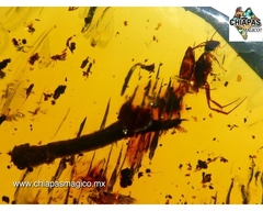 Ámbar Amarillo con Insectos #015 - Chiapas Mágico