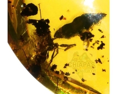 Ámbar Amarillo con Insecto #021
