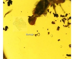 Ámbar Amarillo con Insecto #021