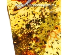 Ámbar Amarillo con Insecto #023 - Chiapas Mágico