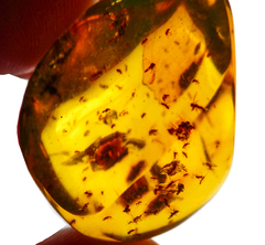 Ámbar Amarillo con Varios Insectos #003 - comprar en línea