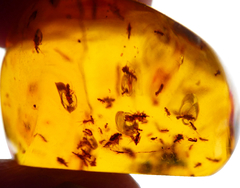 Ámbar Amarillo con Varios Insectos #003 - Chiapas Mágico