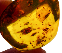 Ámbar Amarillo con Varios Insectos #003 - tienda en línea