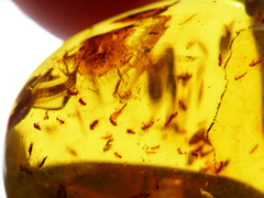 Imagen de Ámbar Amarillo con Varios Insectos #003