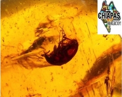 Ámbar Amarillo con Insectos #030 en internet