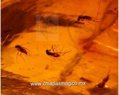 Ámbar Caramelo con Insectos #035 (6 CM) - comprar en línea