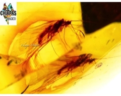 Ámbar Amarillo con Insecto #037 - Chiapas Mágico