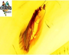 Ámbar Amarillo con Insecto #037 - tienda en línea