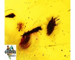 Ámbar Amarillo con Insecto #038 - Chiapas Mágico