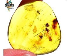 Ámbar Amarillo con Insectos #042 - Chiapas Mágico