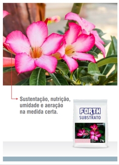 Substrato Rosa do Deserto 2kg FORTH - comprar online