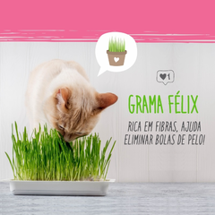 Sementes Grama Félix Para Gatos Pets Sem Agrotóxico ISLA - comprar online