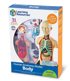 Modelo Anatomia del Cuerpo Humano