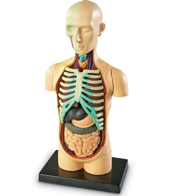 Modelo Anatomia del Cuerpo Humano - comprar en línea