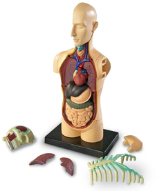 Modelo Anatomia del Cuerpo Humano en internet