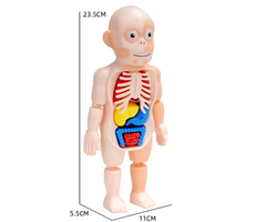 Modelo cuerpo humano - comprar en línea
