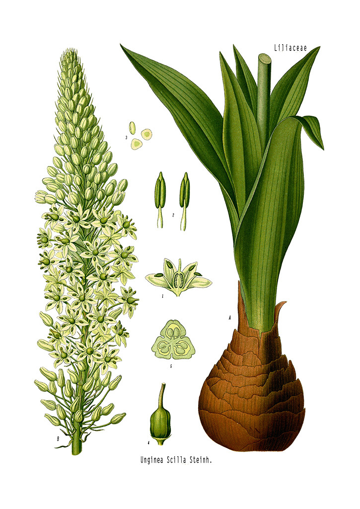 Láminas de botánica gratis - Organicus
