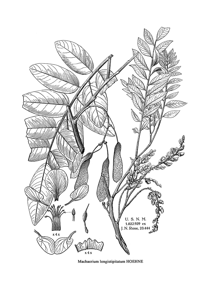 Lámina Antigua de Botánica Laurier Commun - El Taller de Chloé