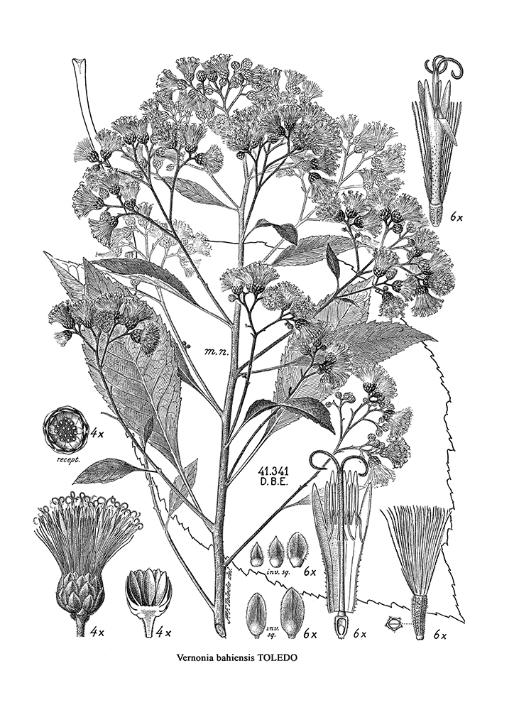 Láminas botánicas - ebeka home