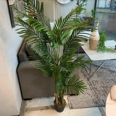 Planta "Areca"