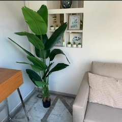 Planta "Strelitzia"