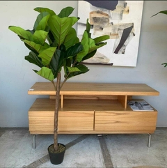 Planta Ficus "Pandurata"