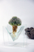 Macetas hidroponicas de vidrio con cactus - comprar online