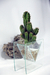 Macetas hidroponicas de vidrio con cactus en internet