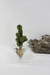 Macetas hidroponicas de vidrio con cactus - La Flor De Gero