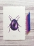 Lámima Escarabajo Violeta en internet