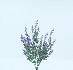 Lavanda Bush