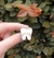 Pin Metalico Molar