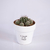 Maceta Happy Small Blanco con planta