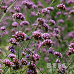 Verbena