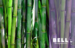 Bamboo - comprar online