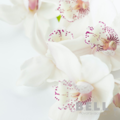 Neroli & Orchids