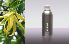 Ylang