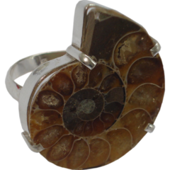 Ammonite with Prongs Ring