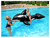 Orca Inflable Flotador 203 Cm X 102 Cm Bestway en internet