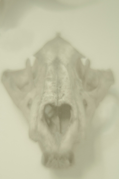 Panthera leo: cranium