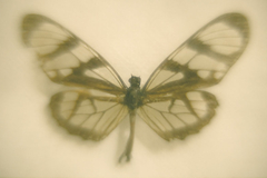 Papilionoidea#18