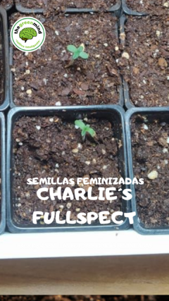 Pack de 4 Semillas Fotoperiodicas Feminizadas Charlie s CBD+THC - comprar online