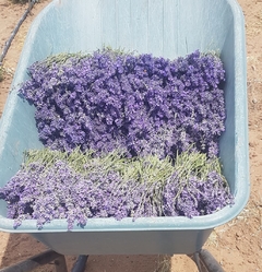 Flores secas de lavanda agroecologica - comprar online